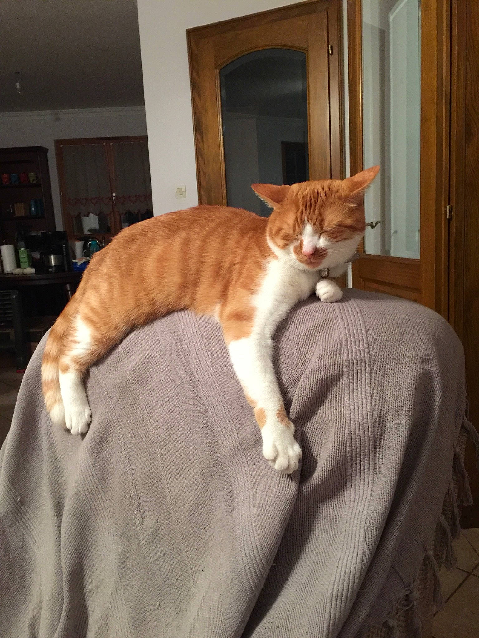 Jazz a rejoint le concours — aidez-le/la à gagner de superbes lots ! carnivore, cat, domestic_short_haired_cat, european_shorthair, fawn, felidae, fur, kitten, small_to_medium_sized_cats, tail, whiskers