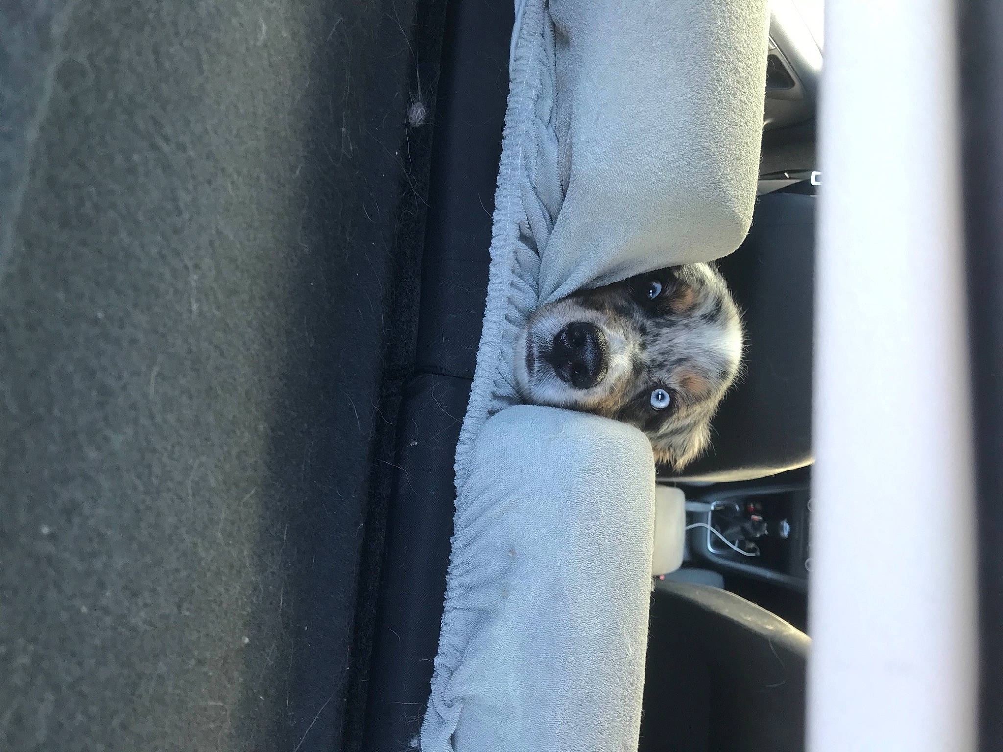 Pixel participe au concours pour gagner de l'argent avec cette photo : auto_part, automotive_exterior, automotive_tire, carnivore, comfort, companion_dog, dog, dog_breed, electric_blue, fashion_accessory, formal_wear, grey, human_leg, metal, rim, snout, street_fashion, sunglasses, tints_and_shades, vehicle_door