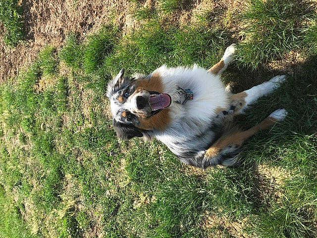 Pixel a rejoint le concours — aidez-le/la à gagner de superbes lots ! australian_shepherd, canidae, carnivore, companion_dog, dog, dog_breed, grass, mammal, miniature_australian_shepherd, puppy, sporting_group, tail, tornjak