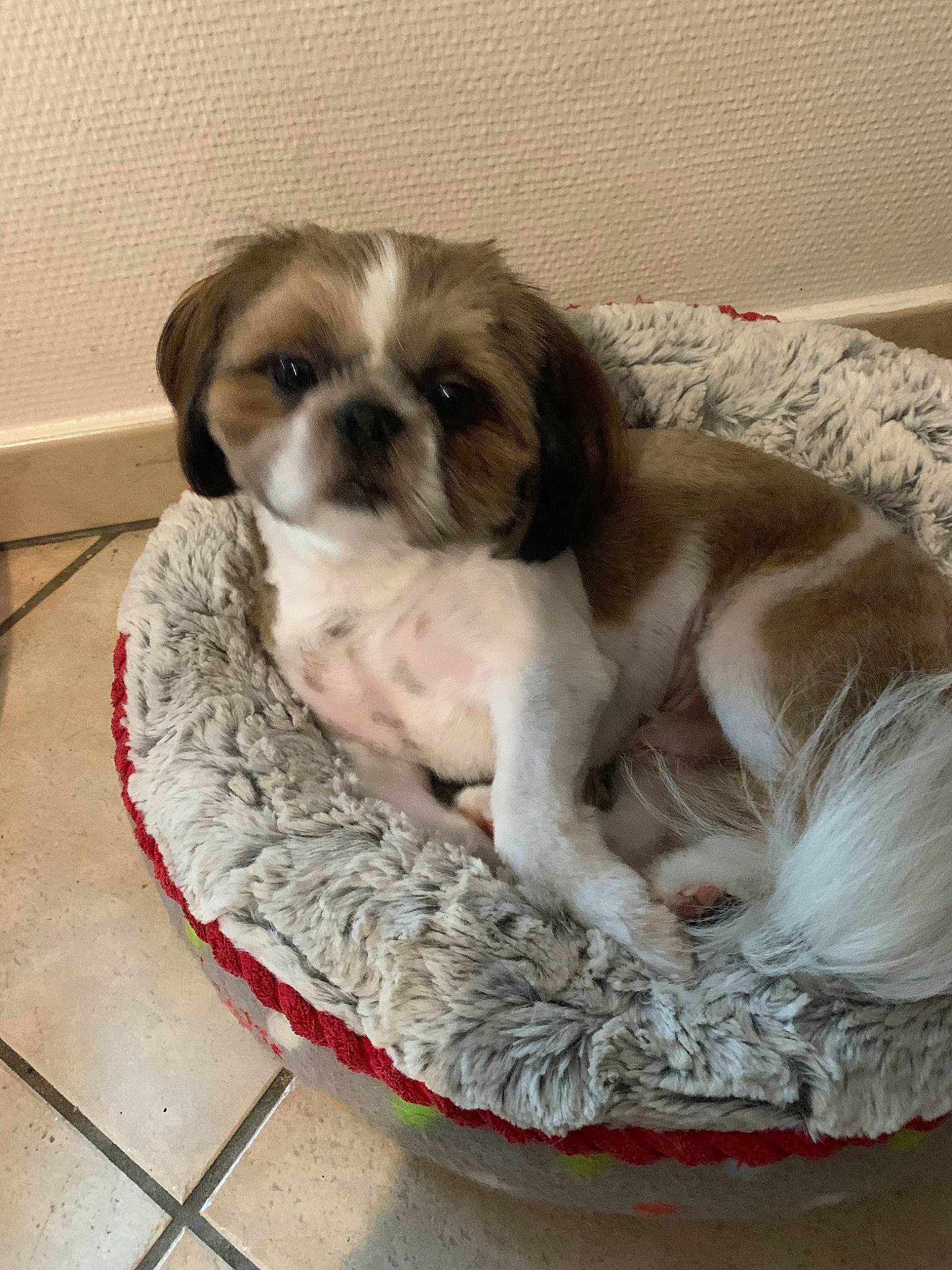 Mocca participe au concours pour gagner de l'argent avec cette photo : canidae, carnivore, chinese_imperial_dog, companion_dog, dog, dog_breed, lhasa_apso, liver, mal_shi, mammal, non_sporting_group, petit_basset_griffon_vendeen, puppy, puppy_love, rare_breed_dog, shih_tzu, snout, sporting_group, toy_dog, vertebrate