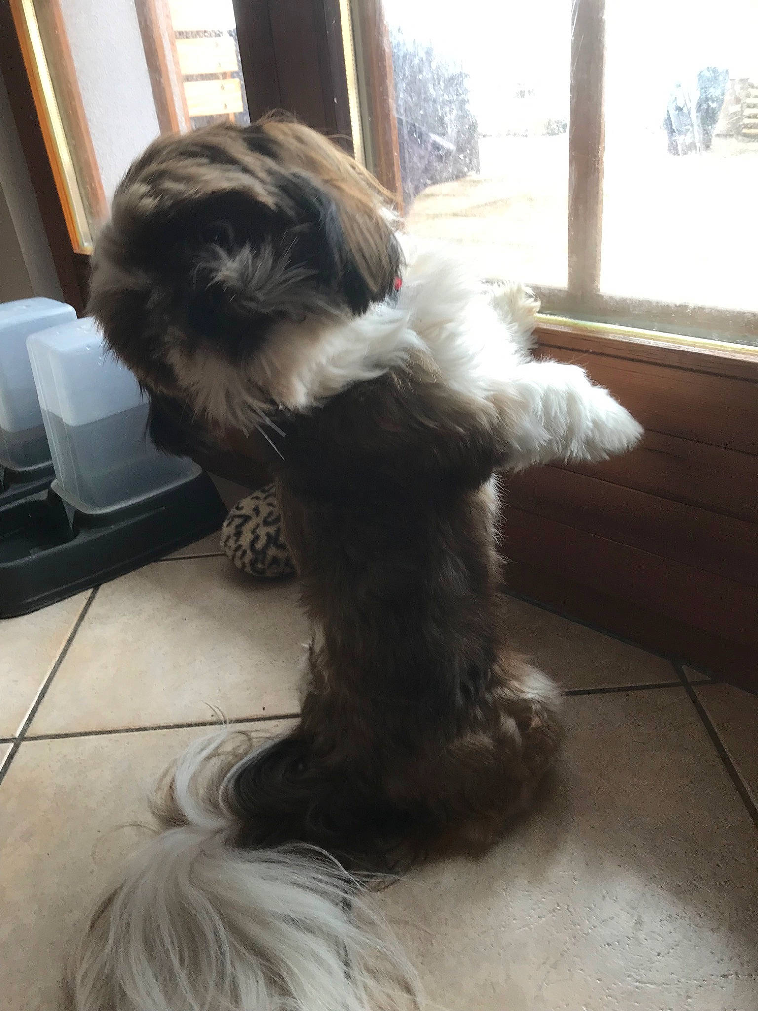 Mocca a rejoint le concours — aidez-le/la à gagner de superbes lots ! bearded_collie, bolonka, canidae, carnivore, catalan_sheepdog, companion_dog, dog, dog_breed, fur, havanese, lhasa_apso, liver, non_sporting_group, schapendoes, schnauzer, shih_tzu, tail, terrier, tibetan_terrier, toy_dog
