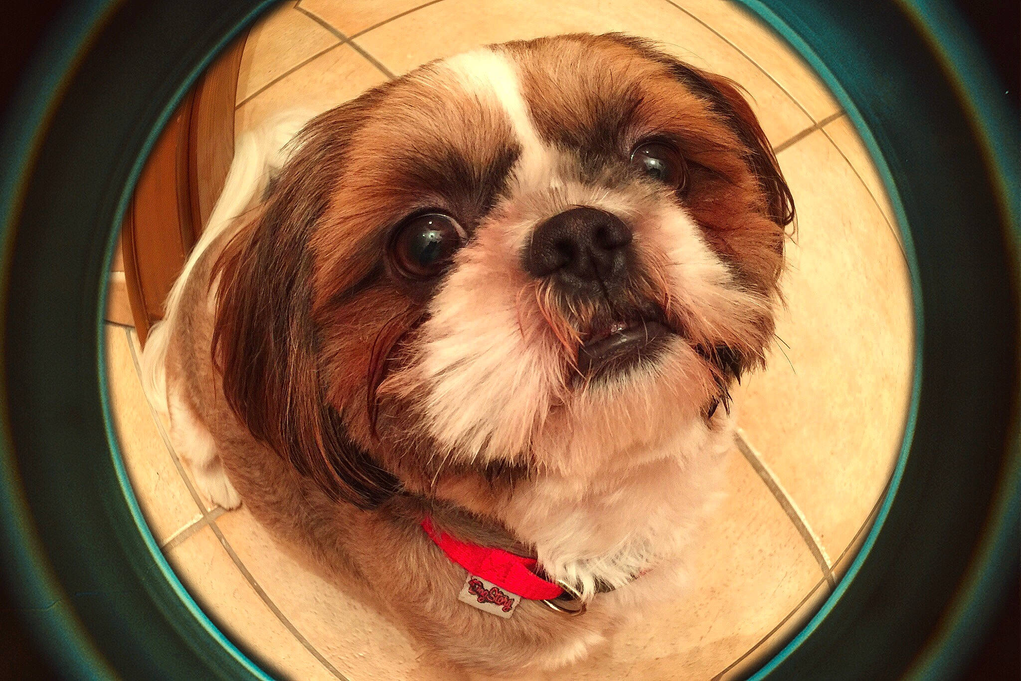 Mocca participe au concours pour gagner de l'argent avec cette photo : canidae, carnivore, chinese_imperial_dog, companion_dog, dog, dog_breed, liver, lowchen, mammal, morkie, non_sporting_group, petit_basset_griffon_vendeen, photography, puppy, rare_breed_dog, shih_tzu, snout, sporting_group, toy_dog, whiskers