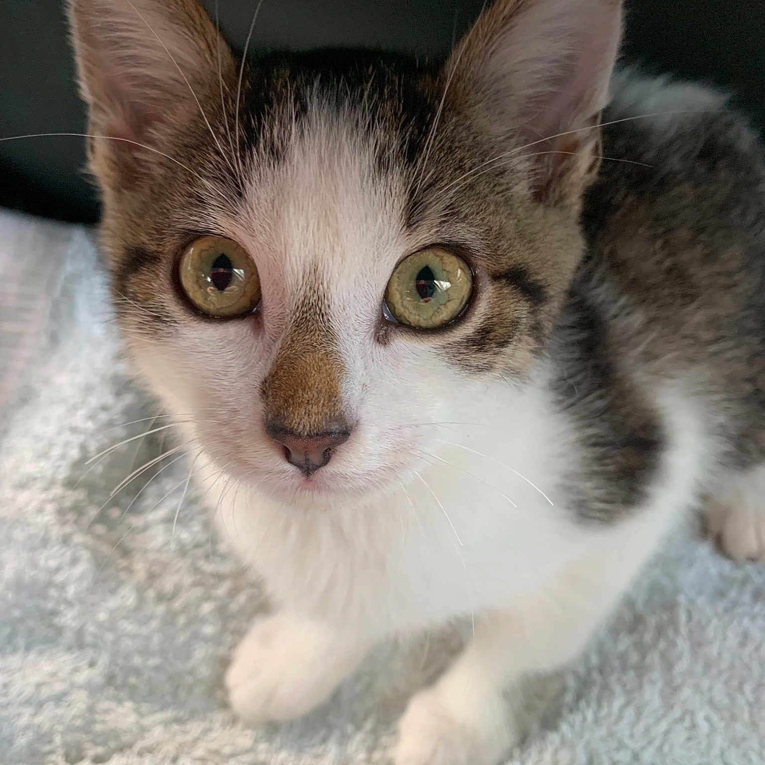Isabella