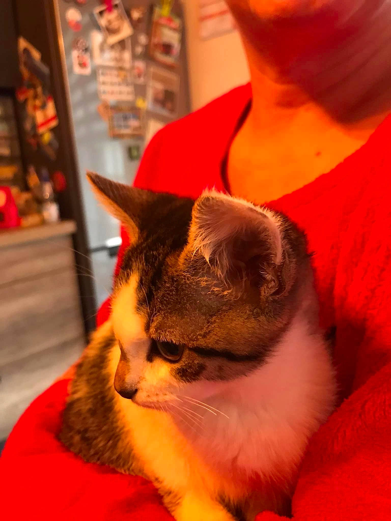 Isabella participe au concours pour gagner de l'argent avec cette photo : beard, carnivore, cat, comfort, domestic_short_haired_cat, ear, felidae, fur, orange, red, sleeve, small_to_medium_sized_cats, snout, whiskers