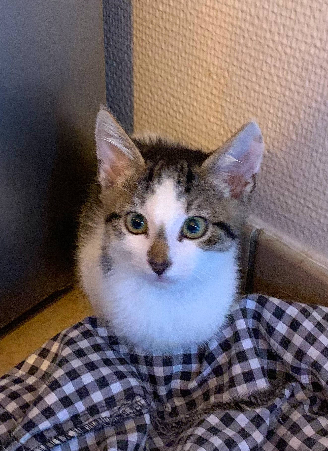 Isabella a rejoint le concours — aidez-le/la à gagner de superbes lots ! carnivore, cat, cat_furniture, comfort, domestic_short_haired_cat, door, eye, fawn, felidae, fur, head, pattern, plaid, plant, small_to_medium_sized_cats, snout, tail, tartan, whiskers, window