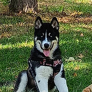 Bjorn participe au concours pour gagner de l'argent avec cette photo : dog, puppy, husky, black_and_white, sitting, tongue_out, perked_ears, leash, harness, outdoors, grass, tree, autumn, fallen_leaves, park, sunlight, nature, portrait, pet, happy