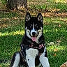 dog, puppy, husky, black_and_white, sitting, tongue_out, perked_ears, leash, harness, outdoors, grass, tree, autumn, fallen_leaves, park, sunlight, nature, portrait, pet, happy