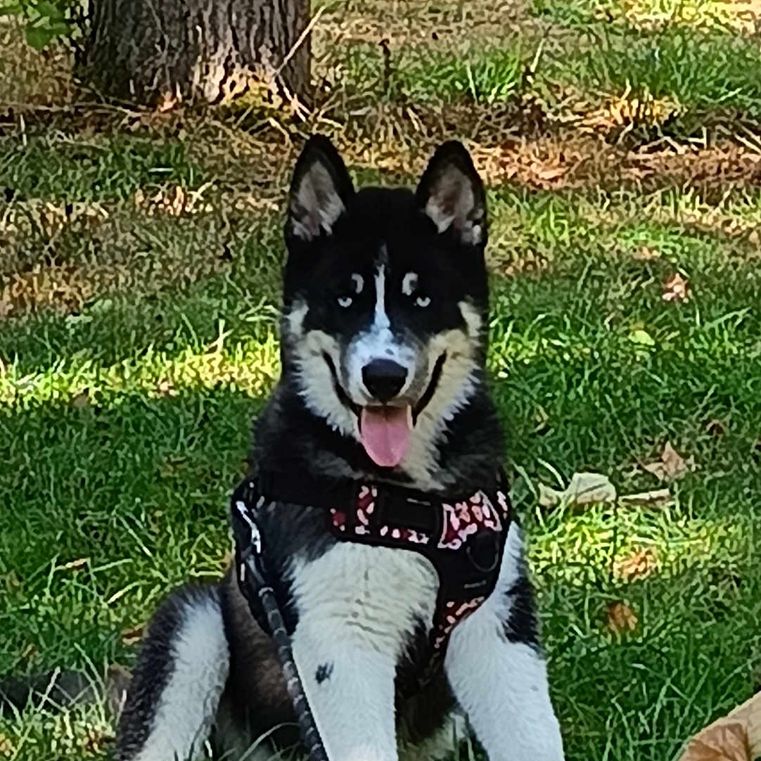 Bjorn participe au concours pour gagner de l'argent avec cette photo : dog, puppy, husky, black_and_white, sitting, tongue_out, perked_ears, leash, harness, outdoors, grass, tree, autumn, fallen_leaves, park, sunlight, nature, portrait, pet, happy