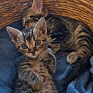 Noopy participe au concours pour gagner de l'argent avec cette photo : kitten, cat, tabby, basket, sleeping, curious, feline, pet, young, cozy, blanket, resting, cute, animal, domestic, fur, whiskers, ears, paw, indoor
