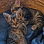 kitten, cat, tabby, basket, sleeping, curious, feline, pet, young, cozy, blanket, resting, cute, animal, domestic, fur, whiskers, ears, paw, indoor
