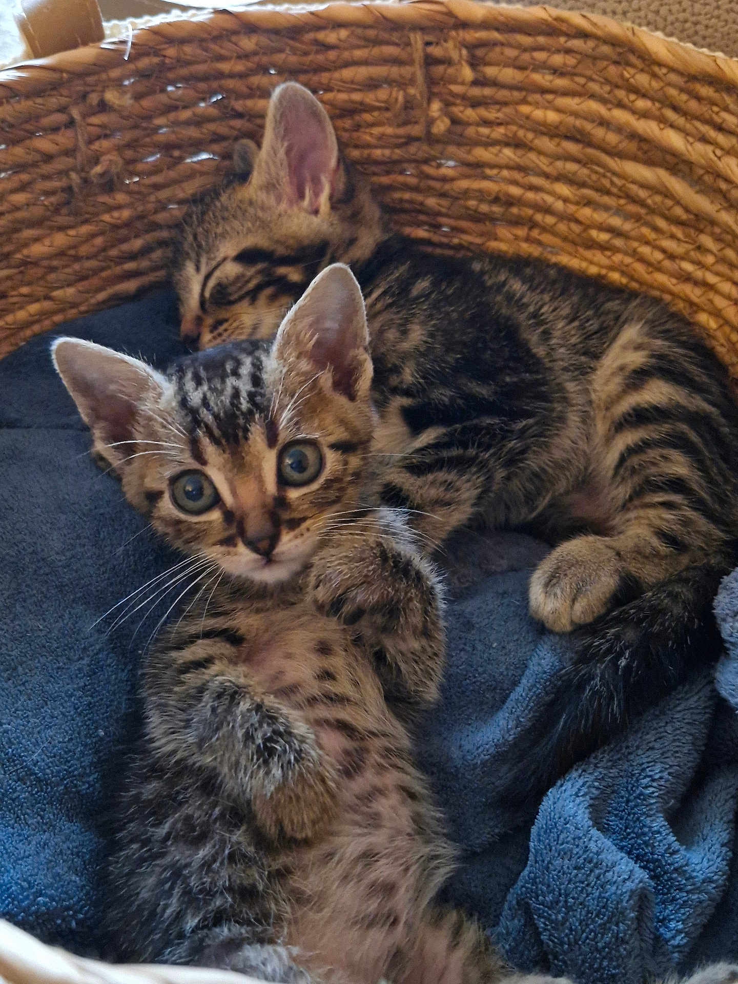 Noopy participe au concours pour gagner de l'argent avec cette photo : kitten, cat, tabby, basket, sleeping, curious, feline, pet, young, cozy, blanket, resting, cute, animal, domestic, fur, whiskers, ears, paw, indoor
