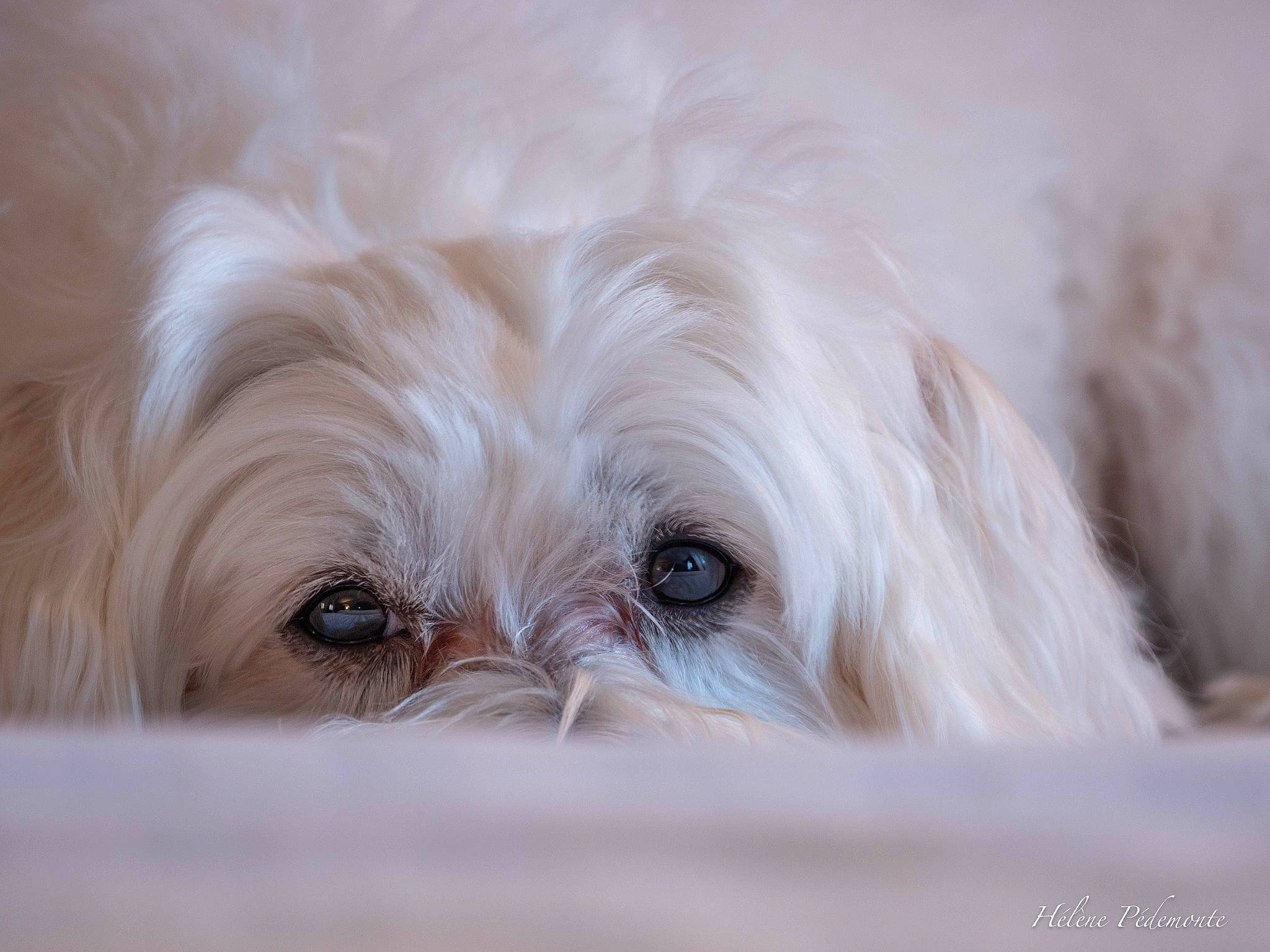 Lovely participe au concours pour gagner de l'argent avec cette photo : biewer_terrier, canidae, carnivore, cockapoo, companion_dog, dog, dog_breed, eye, fur, head, maltepoo, poodle_crossbreed, puppy, small_terrier, snout, sporting_group, terrier, toy_dog, whiskers, working_animal