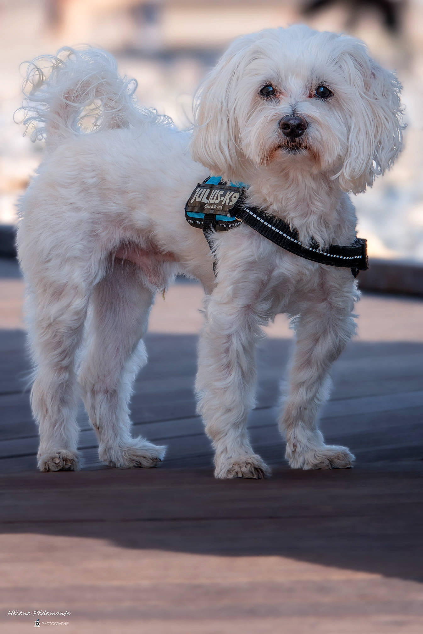 Lovely a rejoint le concours — aidez-le/la à gagner de superbes lots ! canidae, carnivore, collar, companion_dog, dog, dog_breed, dog_clothes, dog_collar, dog_supply, fashion_accessory, fur, leash, maltepoo, small_terrier, sporting_group, sunglasses, terrier, toy_dog, water_dog, working_animal