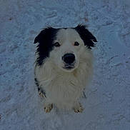 Ucky participe au concours pour gagner de l'argent avec cette photo : adorable, animal, black_and_white, canine, cold, cute, daylight, dog, fluffy, friendly, fur, looking_up, nature, outdoor, pawprints, pet, portrait, sitting, snow, winter