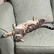 Clover joined the competition — help win amazing prizes! animal, cat, couch, cozy, cute, domestic, feline, furniture, home, indoor, living_room, pet, relaxed, resting, sleepy, soft, stretching, striped, tabby, upside_down