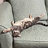 animal, cat, couch, cozy, cute, domestic, feline, furniture, home, indoor, living_room, pet, relaxed, resting, sleepy, soft, stretching, striped, tabby, upside_down