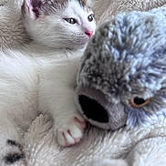 Yuki participe au concours pour gagner de l'argent avec cette photo : kitten, cat, white_fur, pink_nose, plush_toy, koala, blanket, soft_texture, snuggling, cute, pet, animal, fur, closeup, indoor, cozy, resting, young, sleepy, domestic
