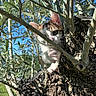 Yuki participe au concours pour gagner de l'argent avec cette photo : kitten, cat, tree, branches, paw, outdoor, nature, greenery, blue_sky, curious, playful, animal, whiskers, fur, climbing, sunlight, daylight, closeup, pet, young