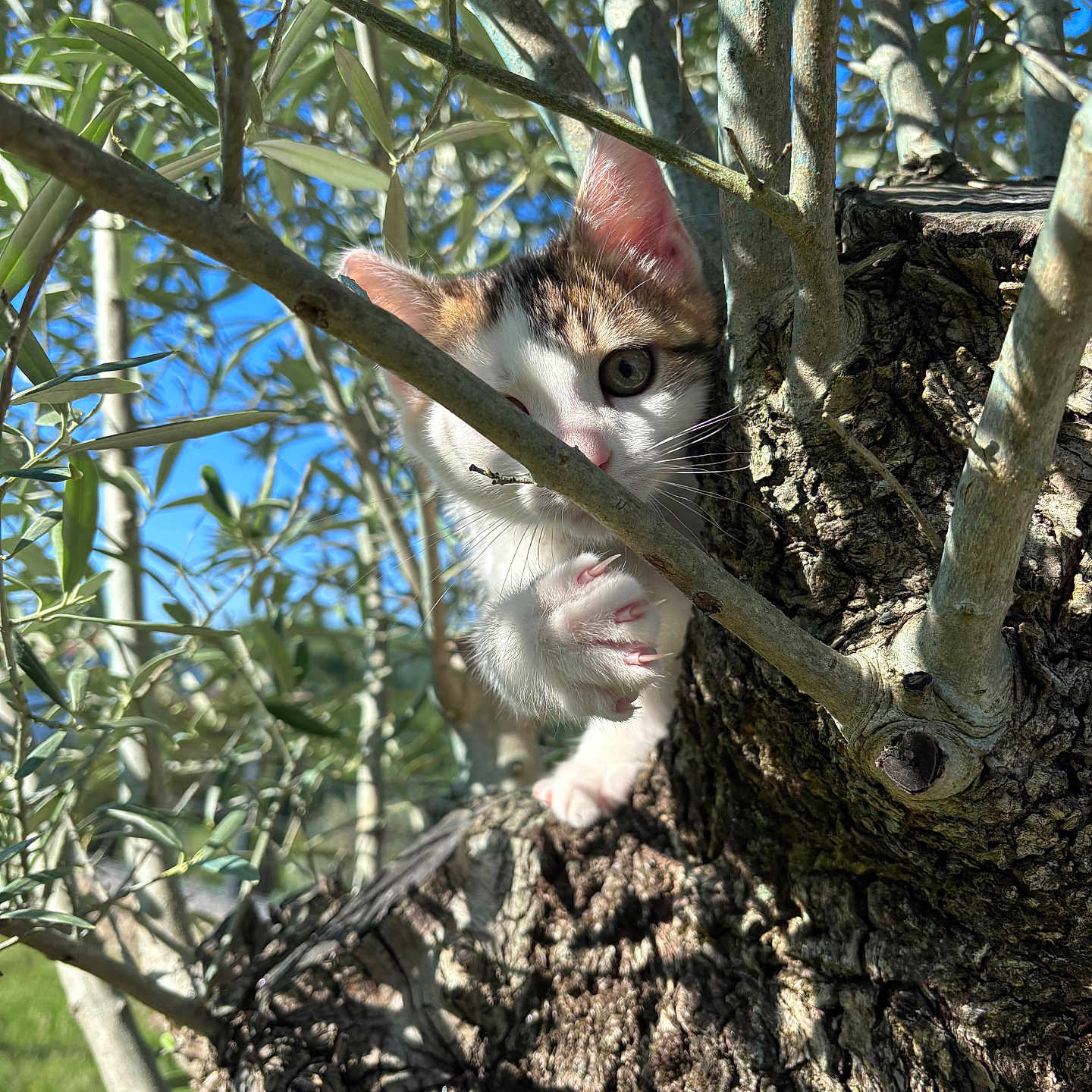Yuki