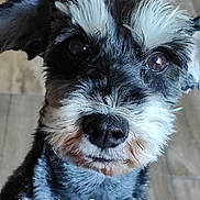 Penny participe au concours pour gagner de l'argent avec cette photo : adorable, animal, black_and_white, canine, close_up, companion, cute, dog, ears, eyes, face, floor, fur, indoor, pet, pet_portrait, portrait, schnauzer, snout, whiskers
