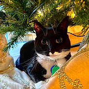 Crystal joined the competition — help win amazing prizes! cat, tuxedo_cat, christmas_tree, holiday, decoration, ornament, whiskers, curious, indoor, festive, greenery, fabric, gold, closeup, pet, animal, cute, feline, tree_branch, lighting