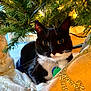 cat, tuxedo_cat, christmas_tree, holiday, decoration, ornament, whiskers, curious, indoor, festive, greenery, fabric, gold, closeup, pet, animal, cute, feline, tree_branch, lighting