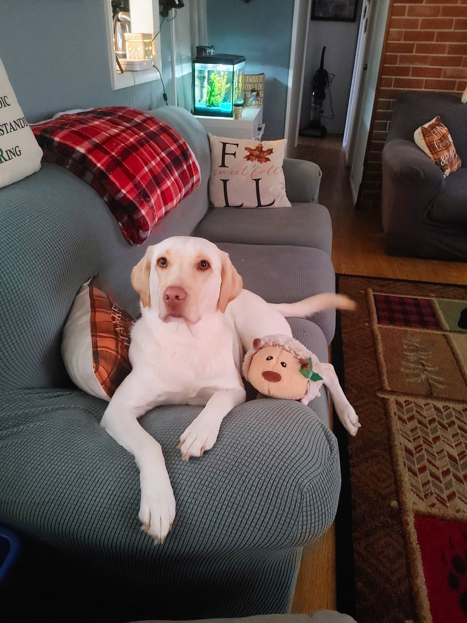 Nadia is registered to the contest to win money with this photo: carnivore, comfort, companion_dog, couch, dog, dog_breed, dog_supply, fawn, flooring, furniture, lamp, living_room, picture_frame, pillow, plaid, sofa_bed, sporting_group, studio_couch, tartan, television