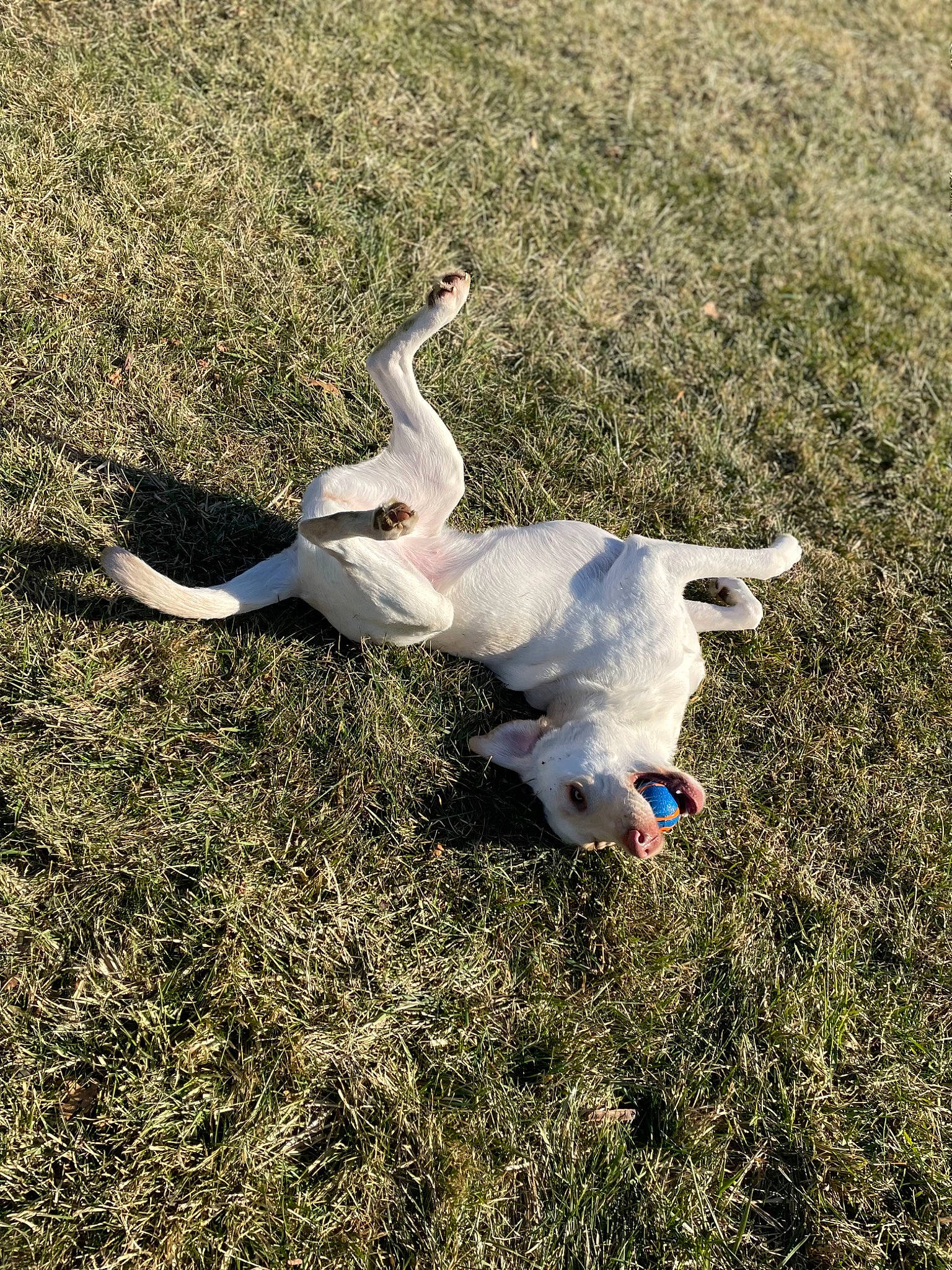 Nadia joined the competition — help win amazing prizes! _geese_and_swans, beak, canidae, carnivore, companion_dog, dog, dog_breed, ducks, grass, grass_family, grassland, herbaceous_plant, plant, seabird, shadow, soil, sporting_group, swan, tail, water_bird