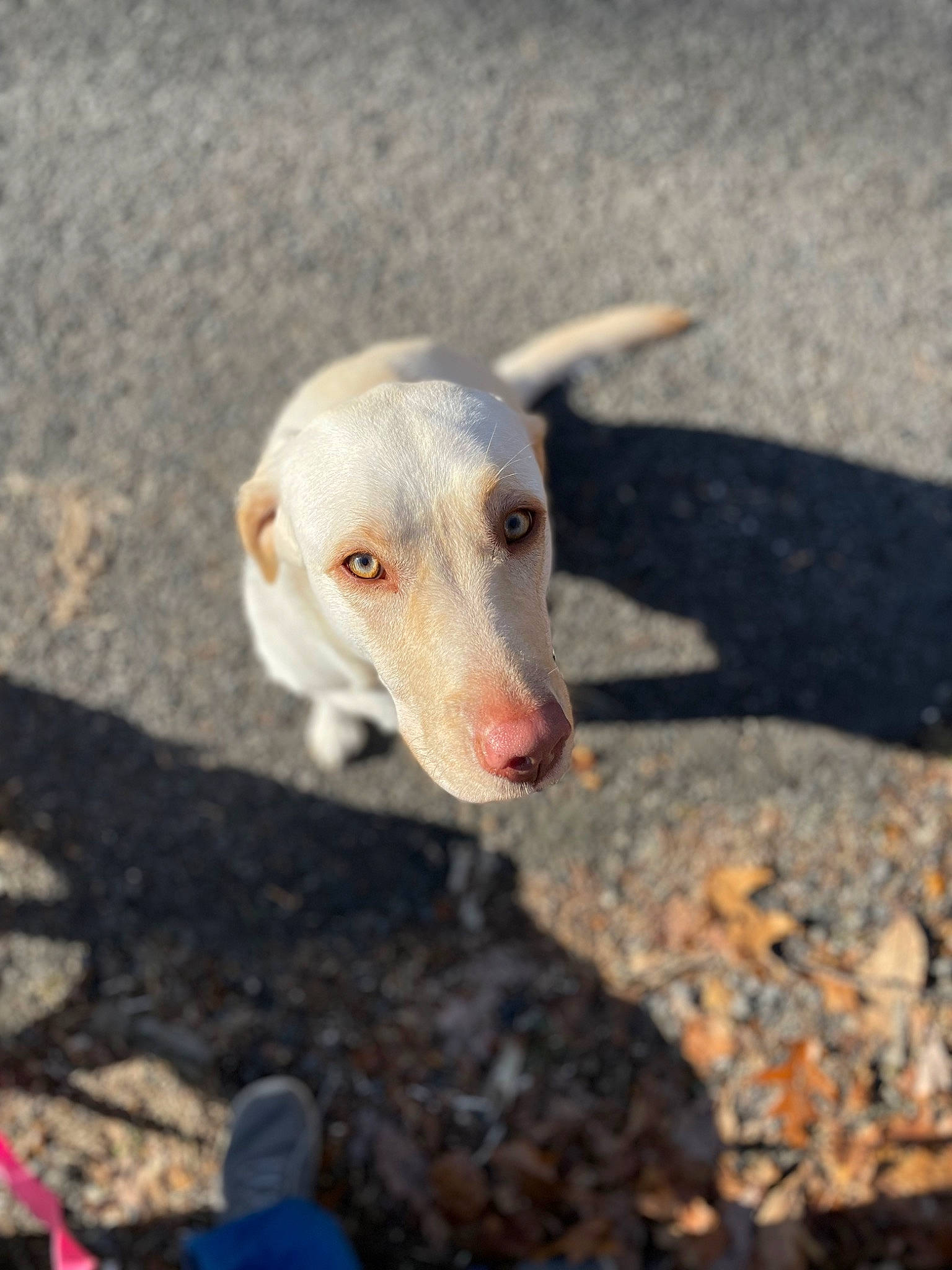 Nadia joined the competition — help win amazing prizes! asphalt, canidae, carnivore, companion_dog, dog, dog_breed, fawn, grass, hat, hunting_dog, labrador_retriever, non_sporting_group, retriever, road_surface, sand, soil, sporting_group, street_dog, terrestrial_animal, working_animal