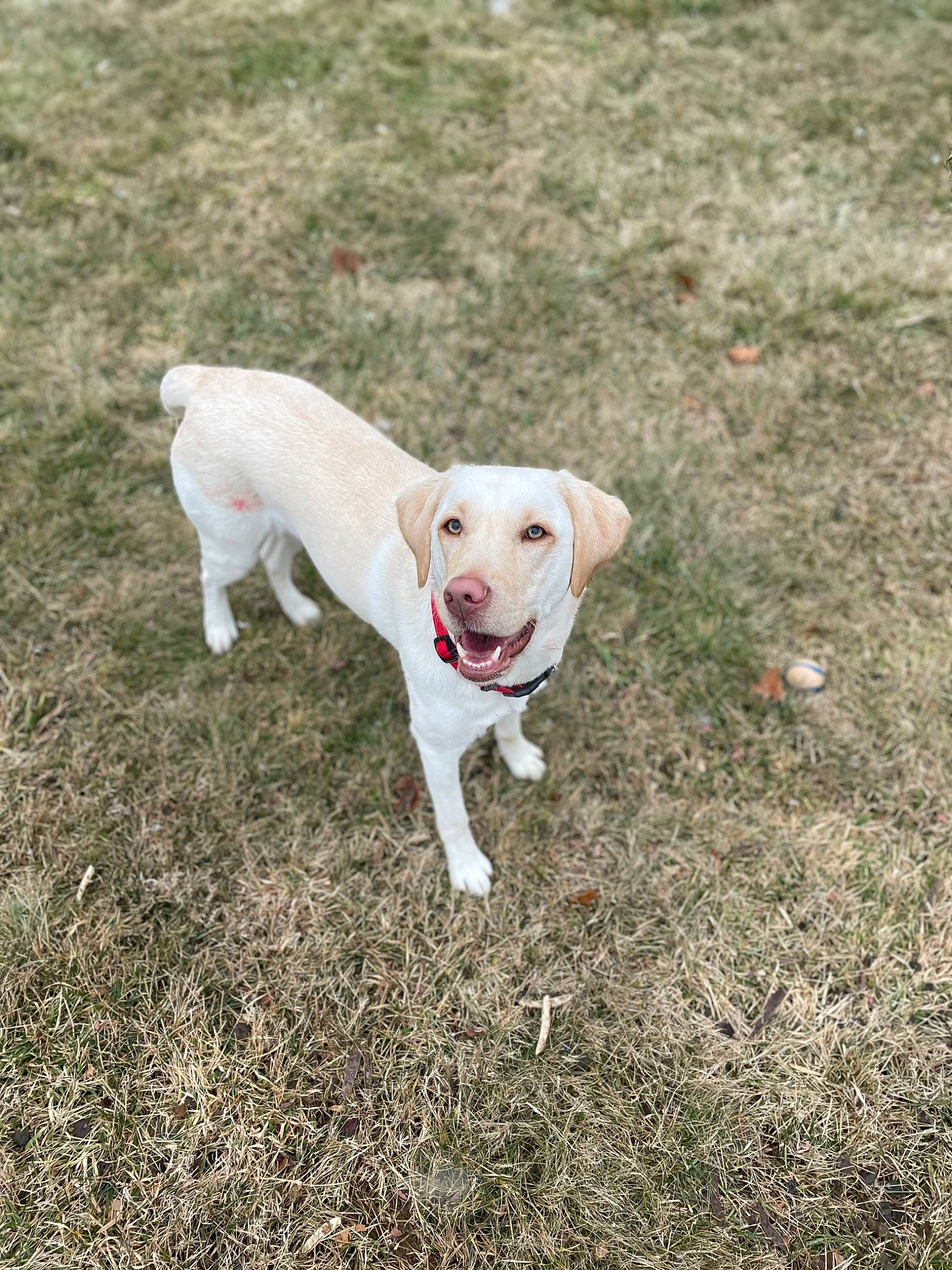 Nadia joined the competition — help win amazing prizes! canidae, carnivore, collar, companion_dog, dog, dog_breed, dog_collar, dogo_guatemalteco, fawn, grass, hunting_dog, labrador_retriever, non_sporting_group, paw, snout, soil, sporting_group, tail, working_animal