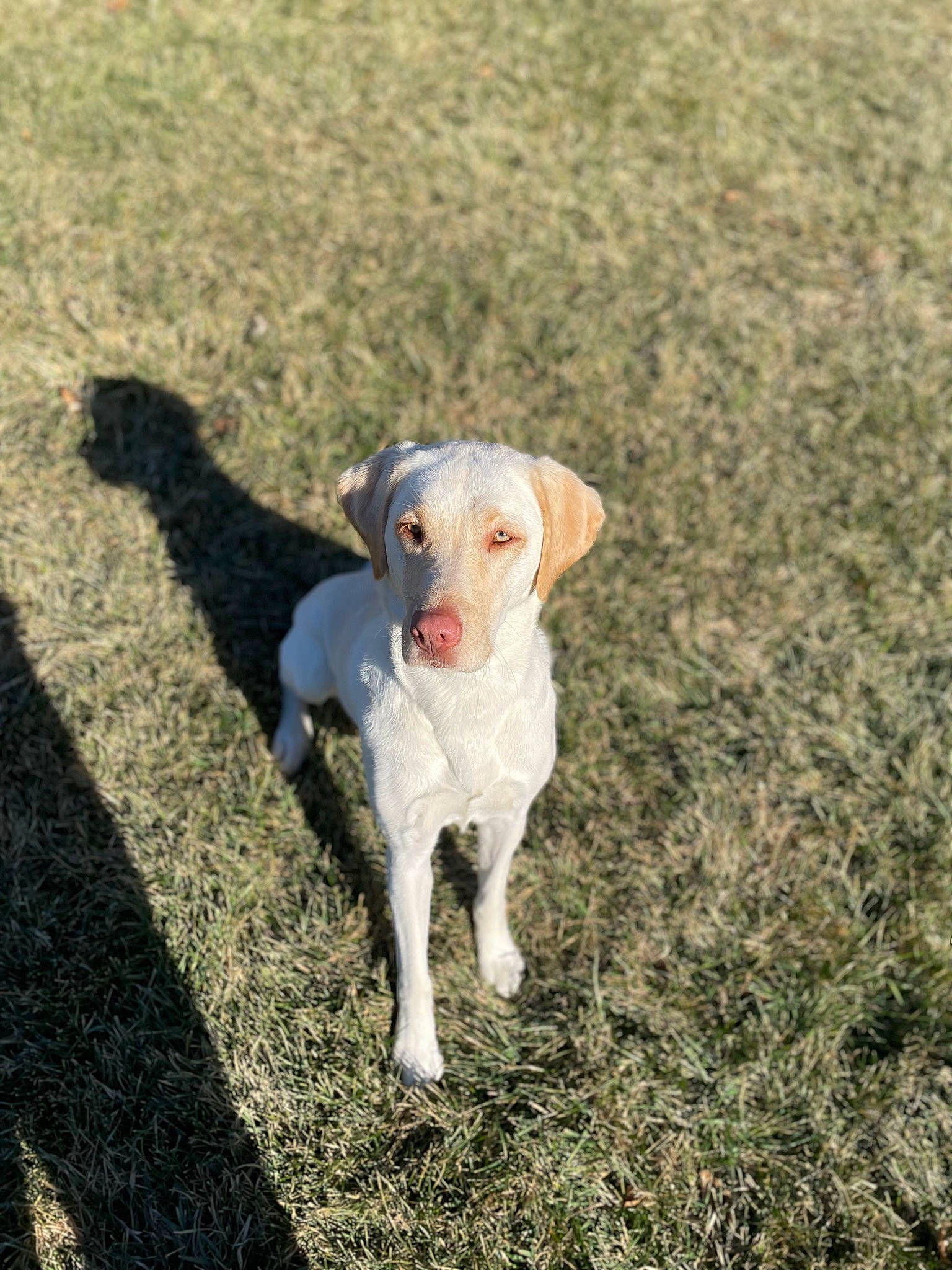 Nadia is registered to the contest to win money with this photo: canidae, carnivore, companion_dog, dog, dog_breed, fawn, field, grass, grassland, landscape, livestock, pasture, plant, sheep, snout, soil, sporting_group, tail, terrestrial_animal, working_animal