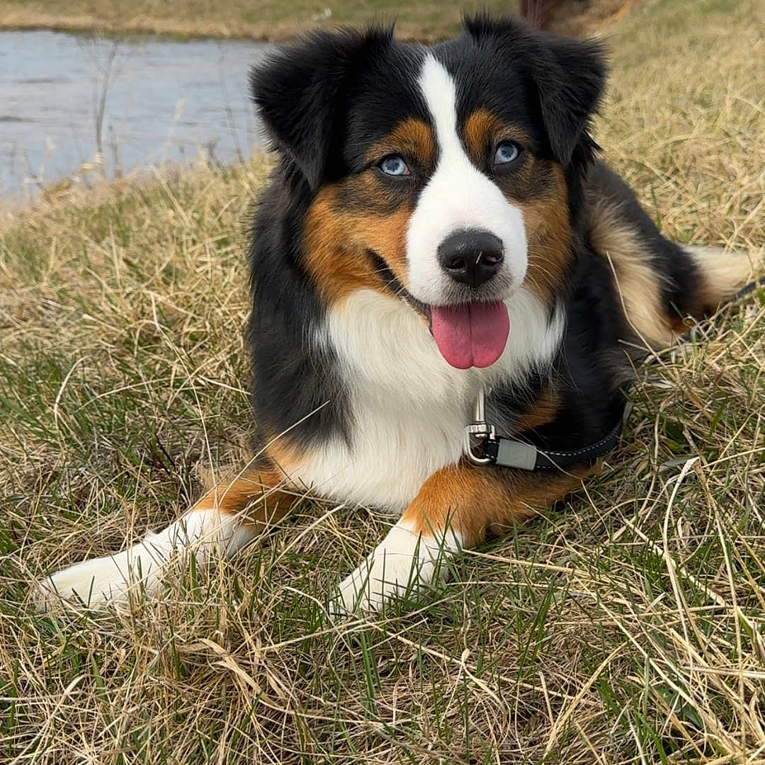 Lily is registered to the contest to win money with this photo: accessories, animal, appenzeller, bodypart, canine, collie, countryside, dog, field, grass, grassland, hound, mouth, nature, outdoors, person, pet, plant, puppy, straw