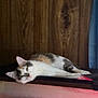 calico, cat, closeup, curtain, ears, feline, fur, home, indoor, lounging, lying_down, pet, portrait, relaxed, shelf, sleepy, surface, whiskers, wood_panel, yellow_eyes