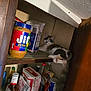 bag_of_flour, bottle, calico_cat, cat, checkered_liner, domestic_scene, flour, food_items, jar, jif, pantry, peanut_butter, pet, relaxed, sauce_bottle, shelf, sleeping, syrup_bottle, tail, wooden_cabinet