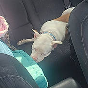 Bruno joined the competition — help win amazing prizes! dog, sleeping_dog, back_seat, car_interior, seat, seat_belt, collar, white_dog, brown_patch, pet, road_trip, blanket, cushion, fur, paw, relaxed, sunlight, window, upholstery, passenger_seat