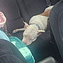 dog, sleeping_dog, back_seat, car_interior, seat, seat_belt, collar, white_dog, brown_patch, pet, road_trip, blanket, cushion, fur, paw, relaxed, sunlight, window, upholstery, passenger_seat