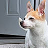 Taki is registered to the contest to win money with this photo: alert, animal, black_nose, canine, close_up, dog, door, eyes, face, house, outdoors, pet, photography, pointy_ears, portrait, short_coat, standing, steps, tan_markings, white_fur