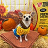 Taki is registered to the contest to win money with this photo: animal_photography, autumn, brown_and_white, chihuahua, clothing, costume, dog, fall, front_facing, hay, hay_bale, indoor, leaves, pet, portrait, pumpkin, pumpkin_patch, sitting, small_dog, sunflower
