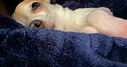 Taki joined the competition — help win amazing prizes! animal, blanket, close_up, cozy, cream_colored, cuddly, cute, dog, ear, eye, fur, indoors, navy_blue, pet, portrait, puppy, relaxed, resting, sleeping, snout