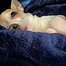 animal, blanket, close_up, cozy, cream_colored, cuddly, cute, dog, ear, eye, fur, indoors, navy_blue, pet, portrait, puppy, relaxed, resting, sleeping, snout