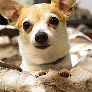 Taki is registered to the contest to win money with this photo: animal_photography, bed, black_nose, blanket, chihuahua, close_up, cozy, cute, dog, indoors, large_ears, looking_at_camera, pet, pointed_ears, portrait, puppy, short_hair, small_dog, tan_and_white, wide_eyes