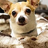 animal_photography, bed, black_nose, blanket, chihuahua, close_up, cozy, cute, dog, indoors, large_ears, looking_at_camera, pet, pointed_ears, portrait, puppy, short_hair, small_dog, tan_and_white, wide_eyes