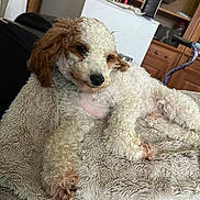 Dug joined the competition — help win amazing prizes! dog, puppy, curly_fur, brown_and_white, pet, canine, lying_down, relaxed, cute, portrait, indoors, blanket, soft_texture, cozy, home, furniture, sitting_area, household_objects, floppy_ears, black_nose