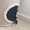 Mushu participe au concours pour gagner de l'argent avec cette photo : cat, black_cat, pet, animal, feline, scratcher, cat_furniture, hiding, peeking, paw, tail, indoor, home, floor, tile, wall, baseboard, textured, playful, cozy