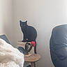 Mushu a rejoint le concours — aidez-le/la à gagner de superbes lots ! cat, black_cat, pet, animal, sitting, indoors, home, living_room, scratching_post, furniture, rose, flower, blanket, couch, table, chair, portrait, alert, black_fur, cozy
