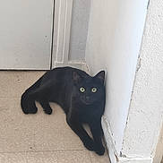 Mushu participe au concours pour gagner de l'argent avec cette photo : black_cat, cat, feline, pet, animal, green_eyes, sitting, lying_down, indoor, corner, tile_floor, white_wall, doorway, portrait, whiskers, pointed_ears, fur, relaxed, alert, photography