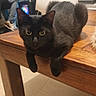 cat, black_cat, feline, pet, animal, golden_eyes, sitting, lounging, paws, fur, whiskers, portrait, indoor, wooden_table, furniture, home, room, camera, cute, relaxed