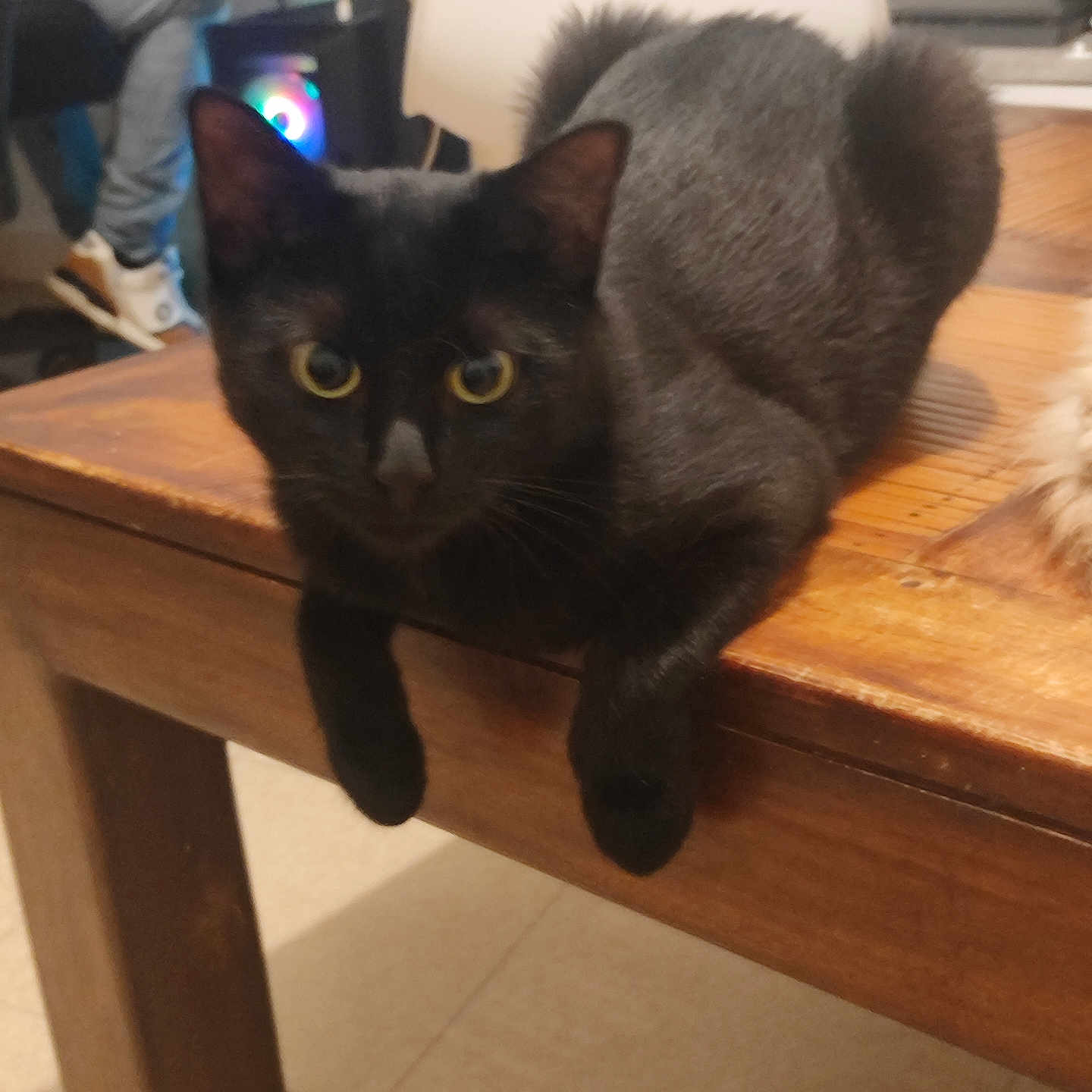 Mushu a rejoint le concours — aidez-le/la à gagner de superbes lots ! cat, black_cat, feline, pet, animal, golden_eyes, sitting, lounging, paws, fur, whiskers, portrait, indoor, wooden_table, furniture, home, room, camera, cute, relaxed