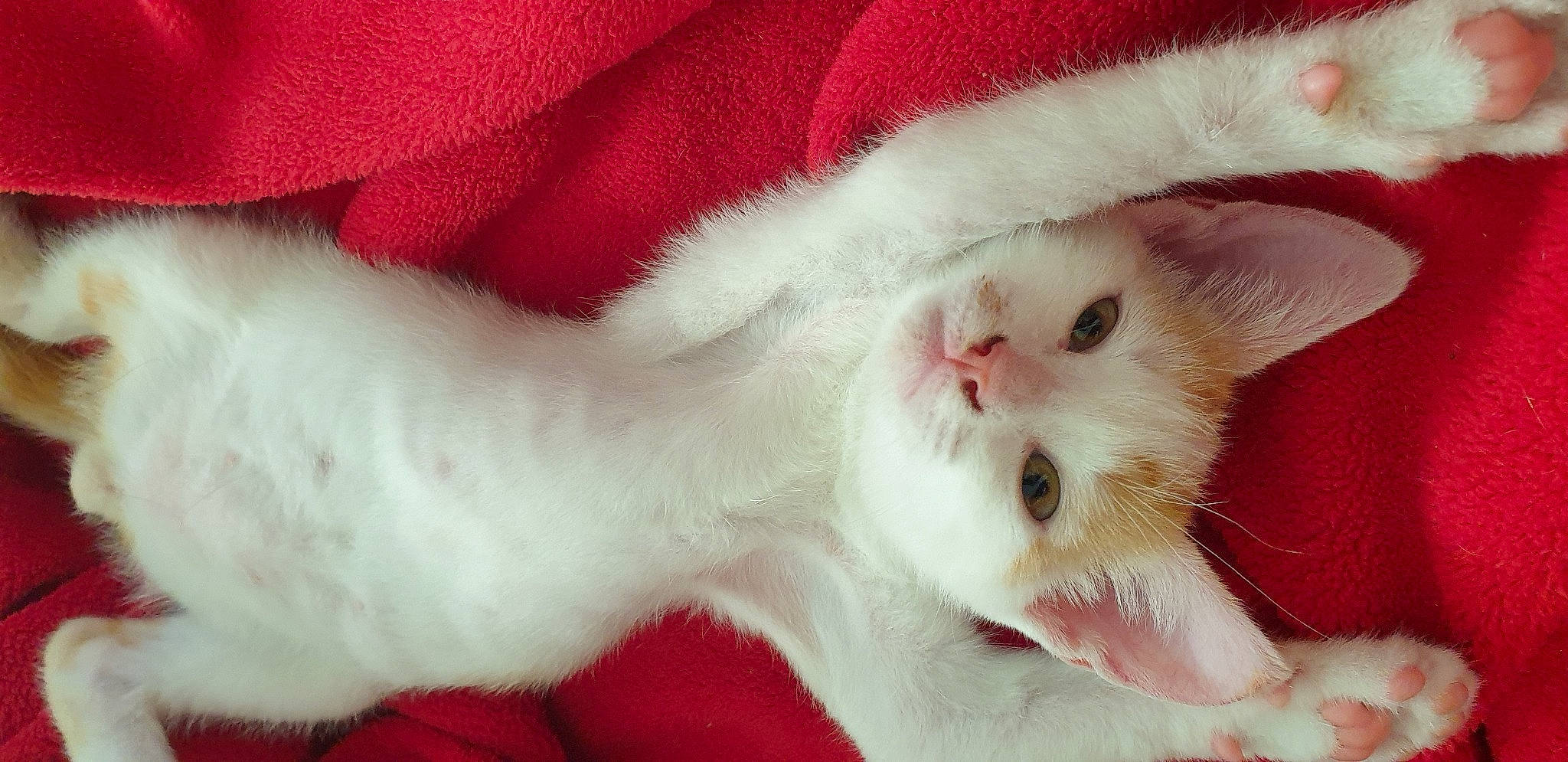 Orion participe au concours pour gagner de l'argent avec cette photo : carnivore, cat, claw, comfort, domestic_short_haired_cat, eye, fang, fawn, felidae, foot, fur, paw, small_to_medium_sized_cats, snout, tail, whiskers