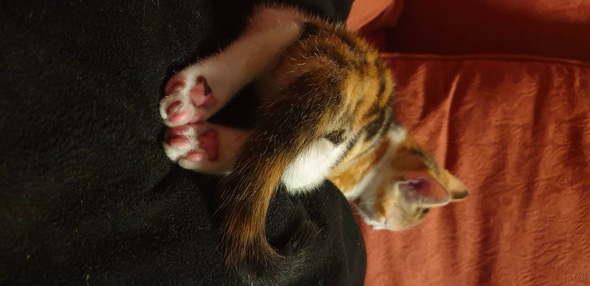 Beusty participe au concours pour gagner de l'argent avec cette photo : carnivore, cat, claw, dog_breed, domestic_short_haired_cat, fang, fawn, felidae, foot, fur, human_leg, paw, small_to_medium_sized_cats, snout, tail, terrestrial_animal, toe, vertebrate, whiskers, wildlife